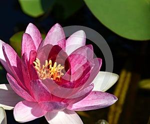 Waterlily Nymphaea â€˜Conquerorâ€™ , pink and white petals