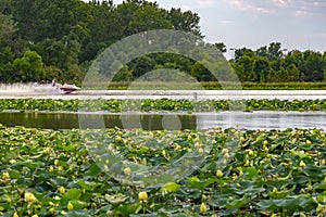 Lotus plants on Carter Lake Iowa photo