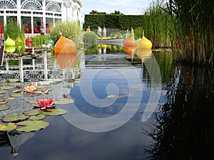 Waterlily pond in Bronx BOtanical Garden photo