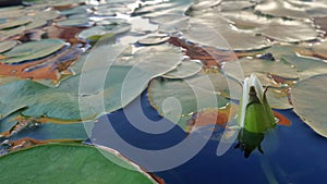 Waterlily in the pond