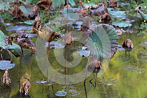 Waterlily pond, dry and dead water lilies, dead lotus flower, beautiful colored background with water lily in the pond