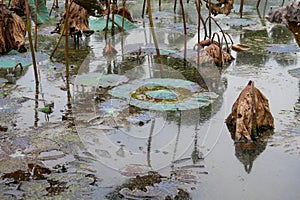 Waterlily pond, dry and dead water lilies, dead lotus flower, beautiful colored background with water lily in the pond