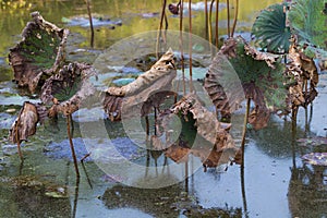 Waterlily pond, dry and dead water lilies, dead lotus flower, beautiful colored background with water lily in the pond