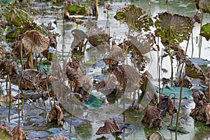 Waterlily pond, dry and dead water lilies, dead lotus flower, beautiful colored background with water lily in the pond
