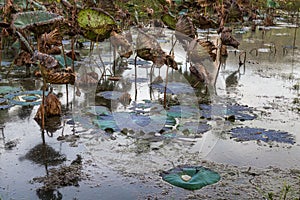 Waterlily pond, dry and dead water lilies, dead lotus flower, beautiful colored background with water lily in the pond