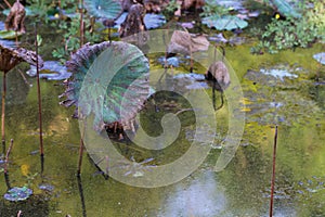 Waterlily pond, dry and dead water lilies, dead lotus flower, beautiful colored background with water lily in the pond