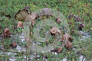 Waterlily pond, dry and dead water lilies, dead lotus flower, beautiful colored background with water lily in the pond