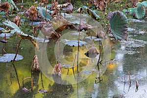 Waterlily pond, dry and dead water lilies, dead lotus flower, beautiful colored background with water lily in the pond