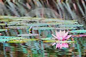 Waterlily In Pond