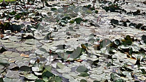 Waterlily pond in the heritage
