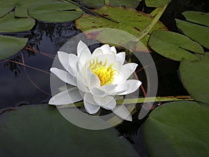 Waterlily on a pond with the leaves and branches