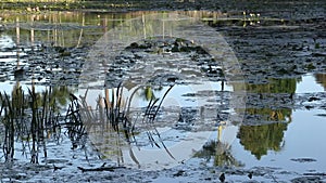 Waterlily pond at Mount Coo-tha Botanic Gardens, Brisbane Australia.