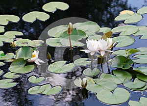 Waterlily pond with reflections