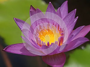 Waterlily purple flower with yellow pistil and green leaf as background