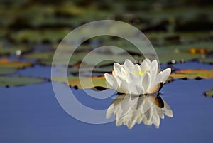 Waterlily reflecting on water photo