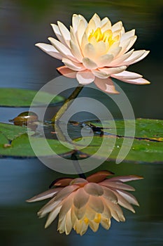 Waterlily reflection