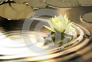 Waterlily ripples photo