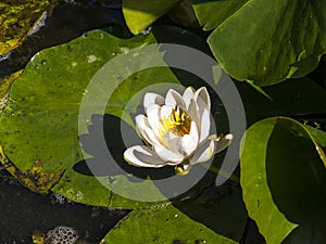 Waterlily on a small pondin my garden in the north of England