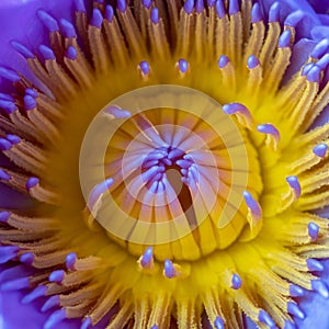 Waterlily stamen macro