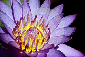 Waterlily Structure