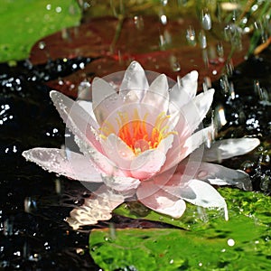 Waterlily and Water Drops