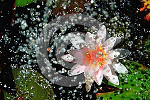 Waterlily and Water Fountain photo