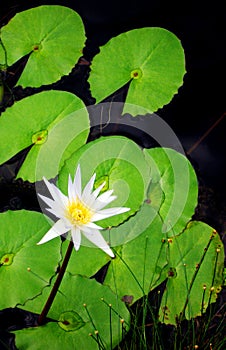 Waterlily white flowers