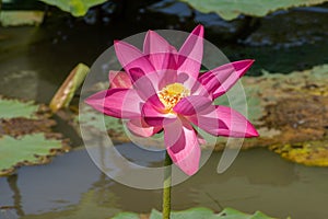 Waterlily at Yellow Water waterhole, Kakadu National Park, Northern Territory, Australia