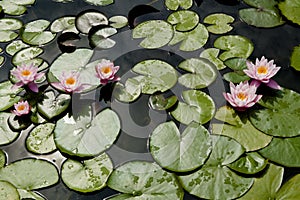 Waterlilies on pond. Six opened pink and orange waterlilies with fresh green leaves