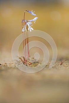 Waterlobelia, Water Lobelia, Lobelia dortmanna