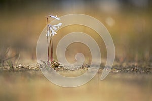 Waterlobelia, Water Lobelia, Lobelia dortmanna