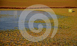 the waterlogged soil in the park does not receive water from the spring rain.