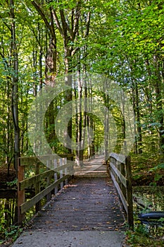 Waterloopbos Vollenhove Flevoland Netherlands, Used to test the way water reacts to certain builds. Autumn in the forest