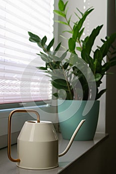 waterman and Zamioculcas plant in a pot on windowsill at day light