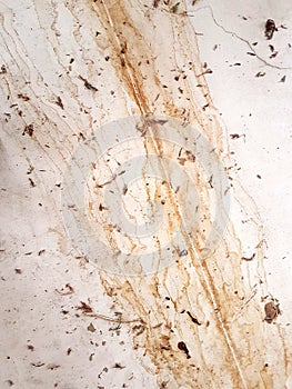 Watermarks, Stained on a Painted Floor