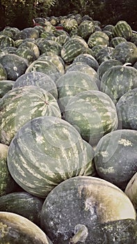 Watermelon photo