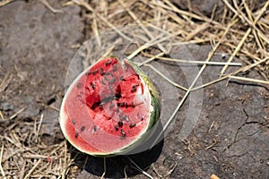 Watermelon,1 piece of watermelon.