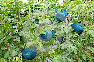 Watermelon agriculture background. Watermelon plantation hanging with net and string