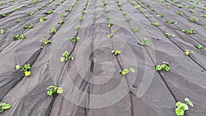 Watermelon bio farm plant field planting growth Citrullus lanatus drone aerial foil citron melon tsamma jam red-seeded