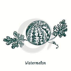 Watermelon (Citrullus lanatus) plant with leaves and ripe striped berry. Ink black and white doodle drawing