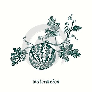 Watermelon (Citrullus lanatus) plant with leaves and ripe striped berry. Ink black and white doodle drawing