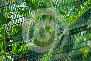 Watermelon or Citrullus lanatus plant with small fruit growing in local garden surrounded with leaves and protective net in