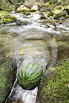 Watermelon cooling in vertical composition