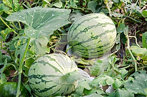 Watermelon crop