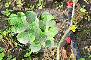 Watermelon crop with irigation hose