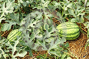 Watermelon cultivation