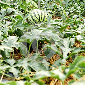 Watermelon cultivation