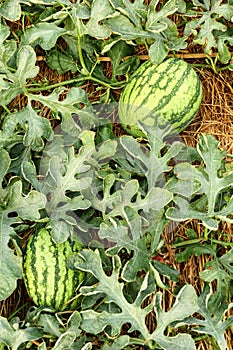 Watermelon cultivation