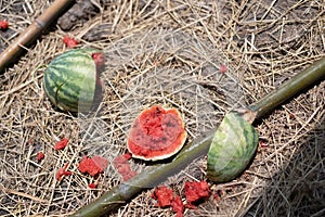 Watermelon dropped, soil cracked