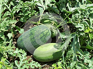 Watermelon family
